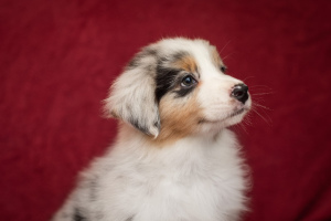 Фото №2 к объявлению №4924 о продаже австралийскую пастушью собаку - купить в России частное объявление