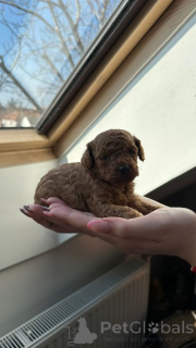 Фото №3. Две суки и один кобель карликовых темно-абрикосовых пуделей.  Сербия