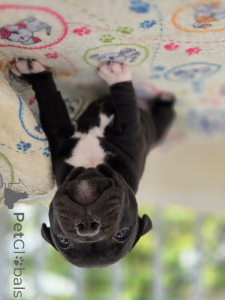 Фото №4. Продажа стаффордширского бультерьера в Zagreb заводчик - цена договорная