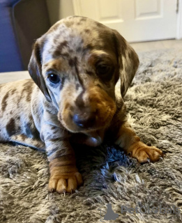 Фото №2 к объявлению №132829 о продаже таксу - купить в Германии частное объявление