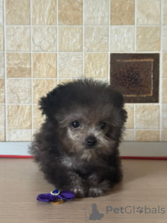 Фото №3. Тедди пудель Китай.  Россия