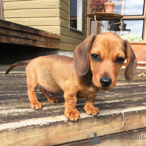 Фото №4. Продажа таксу в Miami Beach заводчик - цена 59139₽