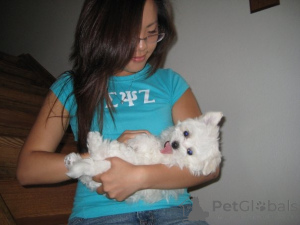 Фото №4. Продажа  в Берлине  - цена 29685₽