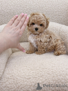 Фото №1. мальтипу - купить в Мюнхене за договорная. Объявление №165532