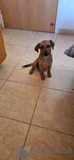 Фото №2 к объявлению №137998 о продаже  - купить в Кипре частное объявление