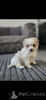 Фото №1. мальтипу - купить в Город Теннесси за договорная. Объявление №164587