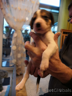 Фото №3. Щеночки русской Гончей..  Германия