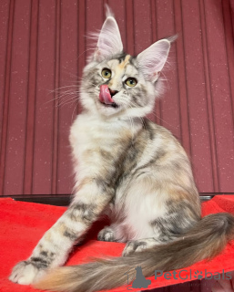 Фото №3. Ум, обаяние и немного озорства вот Финн для тебя!. Швейцария