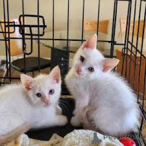 Фото №2 к объявлению №164246 о продаже сиамская - купить в Бельгии частное объявление, заводчик