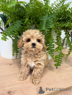 Фото №1. мальтипу - купить в Лейпциг за договорная. Объявление №158857