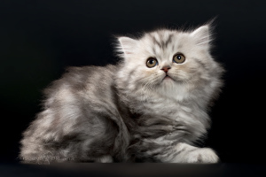 Фото №3. Шотландские котята - серебристая мраморная девочка. Беларусь