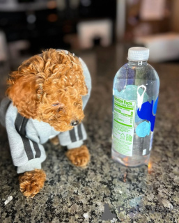 Фото №2 к объявлению №164032 о продаже пуделя (той) - купить в Финляндии частное объявление, из приюта