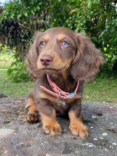 Фото №3. Познакомьтесь с Бенни маленькое тело, большое сердце! Этот отважный мальчик.  Италия