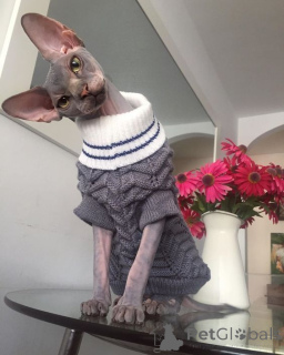 Фото №1. бамбино - купить в Айзлинген за 41745₽. Объявление №158829