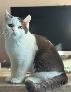 Фото №2 к объявлению №155692 о продаже британская короткошёрстная - купить в Нидерландах частное объявление