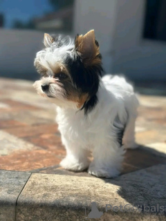 Фото №3. Йоркширский терьер, приученный к туалету.  Франция