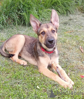 Фото №1. беспородная - купить в Москве реке за Бесплатно. Объявление №146140