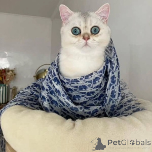 Фото №2 к объявлению №157685 о продаже британская короткошёрстная - купить в Швеции частное объявление