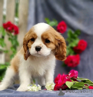 Фото №2 к объявлению №138837 о продаже бордер-колли - купить в США частное объявление, заводчик