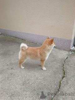 Фото №4. Продажа  в Белграде  - цена договорная