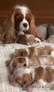 Дополнительные фото: Ich habe Cavalier King Charles Spaniel