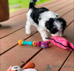 Фото №3. Гаванские щенки доступны и готовы к переосмыслению.  США