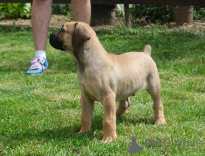 Фото №3. Weihnachtsgeschenk Boerboel (Южноафриканский мастиф) Welpen.  Германия