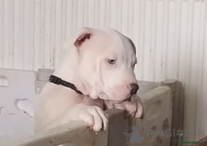 Фото №1.  - купить в Афгана может за договорная. Объявление №152701