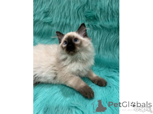 Фото №2 к объявлению №143165 о продаже мейн-кун - купить в США частное объявление