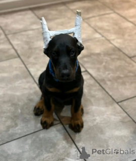 Фото №1. доберман - купить в Аскаффенбург за договорная. Объявление №167077