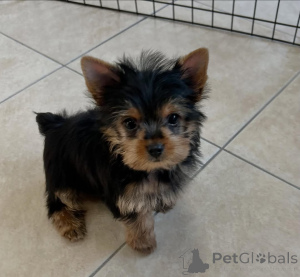 Фото №3. Маленькое тело, королевский дух..  Финляндия