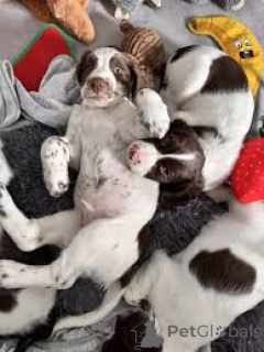 Фото №3. Prachtige Engelse Springer Spaniel's te koop.  Бельгия