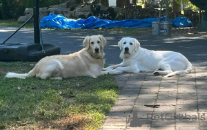 Фото №3. Щенки Золотого ретривера в поисках нового дома.  США