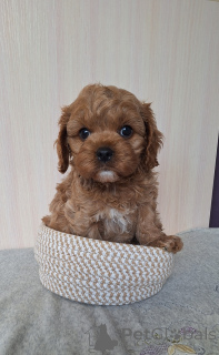 Фото №1. кавапу - купить в Минске за Бесплатно. Объявление №156622