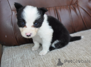 Фото №4. Продажа бордер-колли в Сабак частное объявление - цена договорная