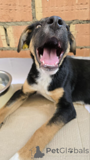 Фото №4. Продажа беспородную в Москва частное объявление - цена Бесплатно