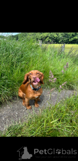 Фото №4. Продажа английского кокер-спаниеля в Коувола  - цена 31454₽