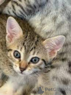 Фото №3. Chatons Mau egyptiens в продаже. Бельгия