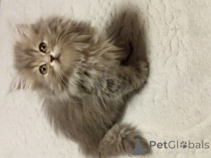 Фото №3. British long hair. Турция