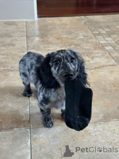 Фото №2 к объявлению №144413 о продаже таксу - купить в Чехии заводчик