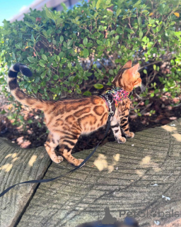 Фото №1. бенгальская - купить в Сион за 69575₽. Объявление №152736