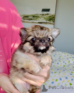 Фото №1. чихуахуа - купить в Аскаффенбург за договорная. Объявление №160056