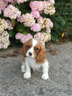 Фото №3. Adorable Cavalier King Charles Puppies for free adoption.  Германия