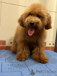 Дополнительные фото: Toy poodle's 7 months FCI