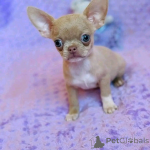 Фото №3. Teacup Chihuahua Puppies для усыновления и переосмысления.  США