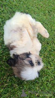 Фото №3. Ши -тцу щенки на продажу.  Польша