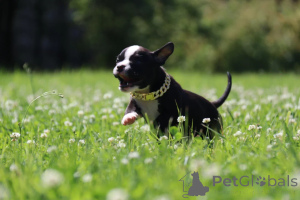 Фото №3. Миниатюрная девочка Американский Булли.  Россия