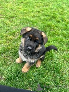 Фото №2 к объявлению №140711 о продаже немецкую овчарку - купить в Германии заводчик