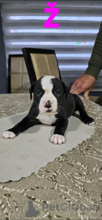 Фото №3. Яма голубой носит щенками.  Сербия