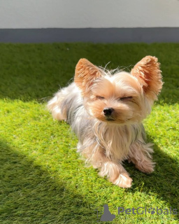 Фото №2 к объявлению №132661 о продаже йоркширского терьера - купить в Португалии заводчик